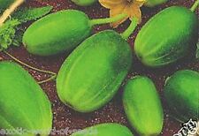 RUSSIAN CUCUMBER SEEDS - 4X4  ROUND CORNISHONS FOR OUTDOOR F1 HYBRID
