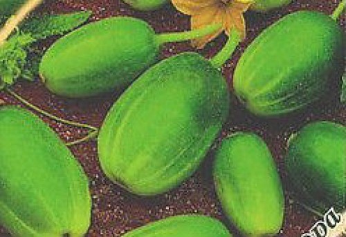 Russian cucumber seeds 4x4 - cucumber,