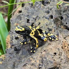Black Yellow Dart Frog 🐸