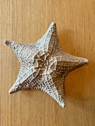 Starfish large genuine - large,