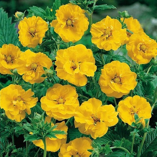 Lady stratheden geum plug - stratheden,