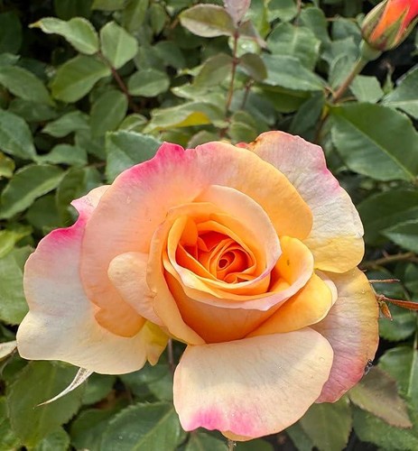 Special occasion orange - occasion,