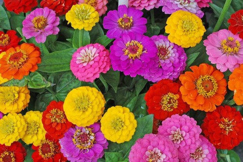 Zinnia dwarf variety seeeds - dwarf,