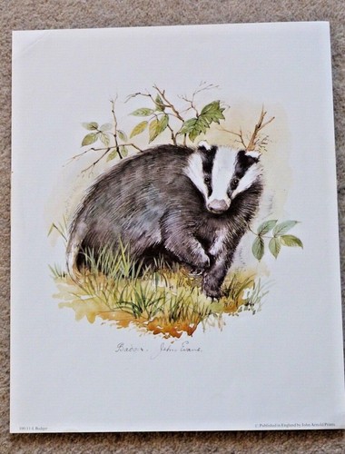 Art print badger john - art,
