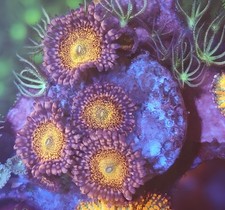 WYSIWYG Zoa Zoanthids Soft