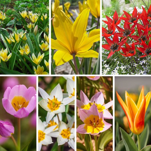 Hardy tulips rock - tulips, garden