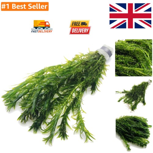 Strands elodea densa - densa,