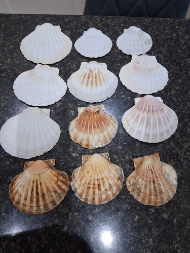 12x scallop shells 13cm - scallop,