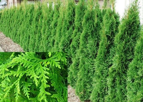 Thuja plicata gelderland - thuja,