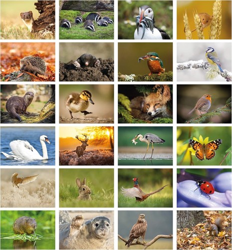 Pack 24british wildlife - pack,