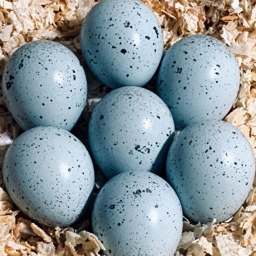 Rare celadon coturnix - 50+,