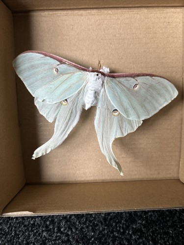 Luna moon moth actias - luna,