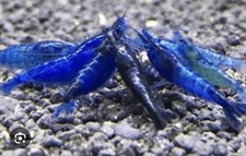 Live blue dream - blue, shrimp