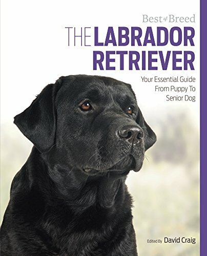 Labrador retriever best - retriever,
