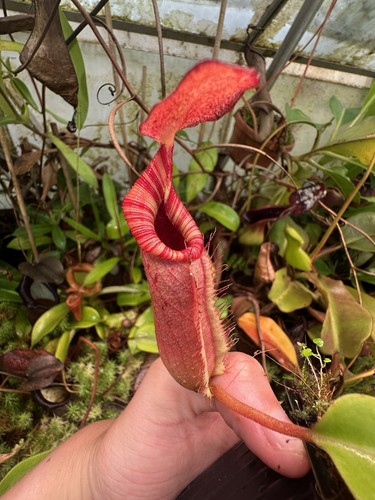 Nepenthes x - (veitchii,
