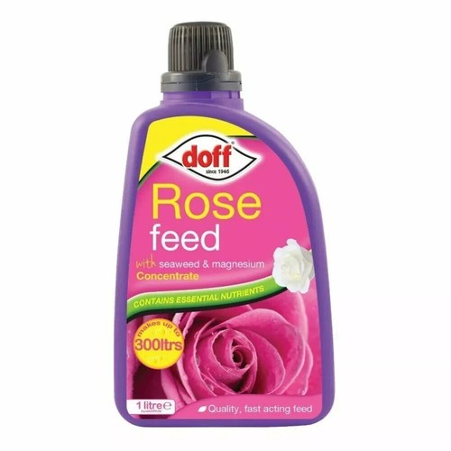Doff ericaceous plant - ericaceous,