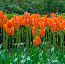 Ballerina Tulip Bulbs 5/6