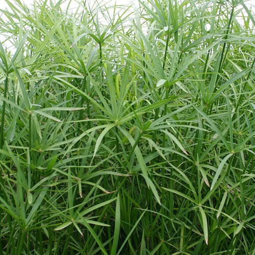 Live dwarf umbrella - dwarf,