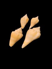 Sea Shell Bundle, marine