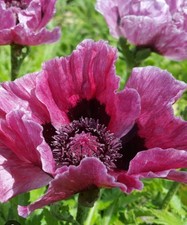 PAPAVER Harlem Poppy in 1 ltr