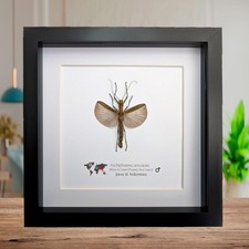 Framed Banded Stick Insect Taxidermy: Ethically Sourced Entomology Art