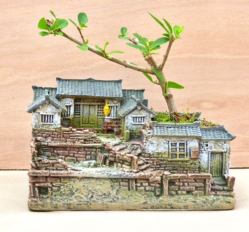 Bonsai lonicera ligustrum - bonsai,