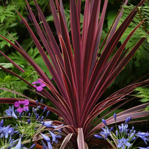 Cordyline trio australis - t&m,