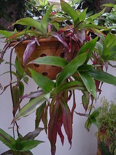 CALLISIA FRAGRANS - Perfect