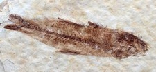 KNIGHTIA FOSSIL FISH Plate Sea