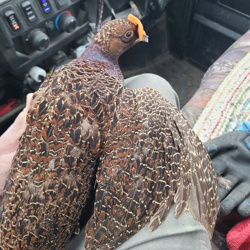Melanistic mutant pheasant - 12,