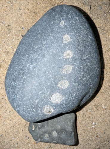 Unidentified jurassic marine - jurassic,