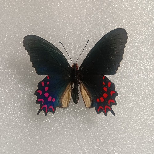 Pink spotted swallowtail - pink-spotted,