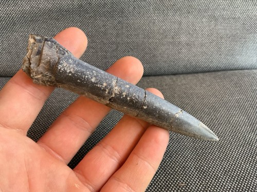 Fossil belemnite jurassic - fossil, (jurassic