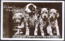 Four Dalmatian Puppies. Vintage Real Photo Postcard. Free UK Postage