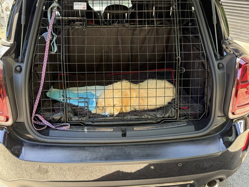 Mini countryman f60 barjo dog - ,