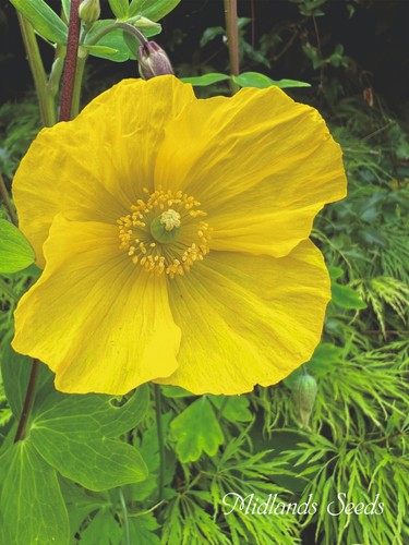 Yellow welsh poppy - yellow, 500+