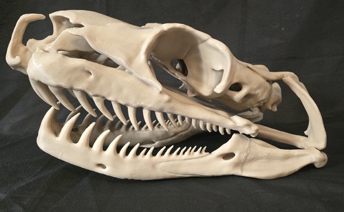 Titanoboa life size replica - titanoboa, life-size