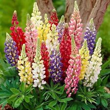6 Dwarf Lupin Lupini  Mixed