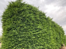 Pallet 10x 7-8ft Green Leylandii Hedging Trees Extra Large in 7.5 Litre Pots