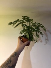 Monstera obliqua Peru