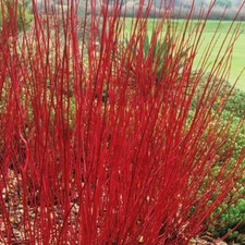 RED BARKED DOGWOOD IDEAL HEDGING WITH DEEP RED STEMS 30 SEEDS PER PACK
