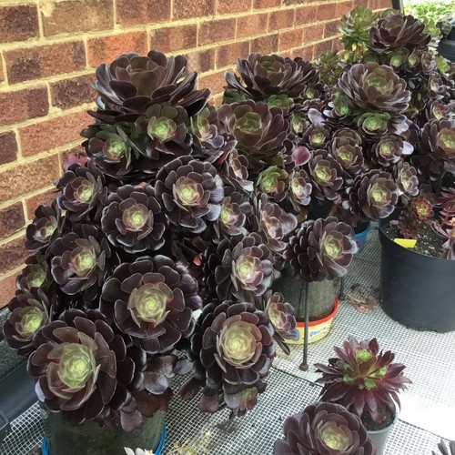 Aeonium black rose cuttings - 4,