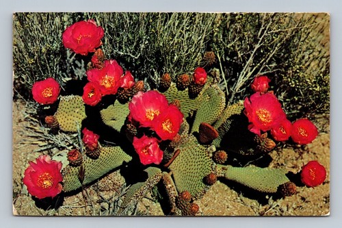 Vintage beavertail cactus - vintage,