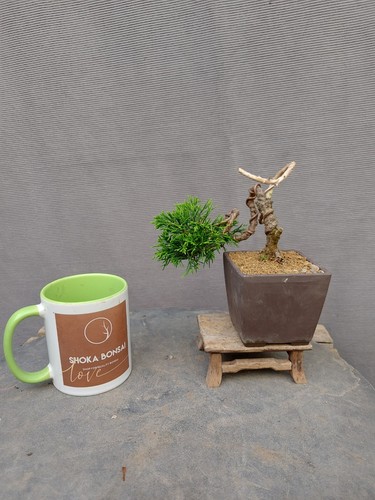 Lovely juniper itoigawa - juniper,