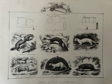 Antique Print – c1880s Vermin Destruction Hedgehog Ferret Victorian Engraving