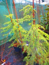 3ft-3.5ft  (inc. pot)