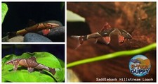 Rare fish pack - 1,