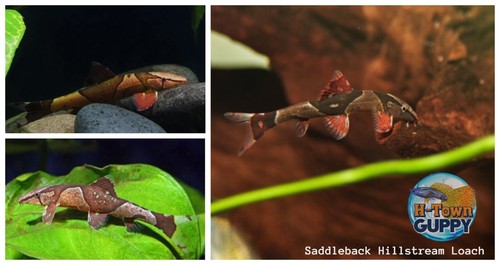 Rare fish pack red - -, 1