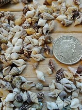 100 MICRO MIXED SEASHELLS Tiny