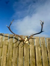 Red deer stag  taxidermy